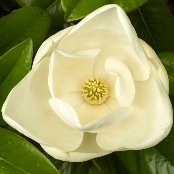 istock Magnolia Blossom North Carolina 689182514