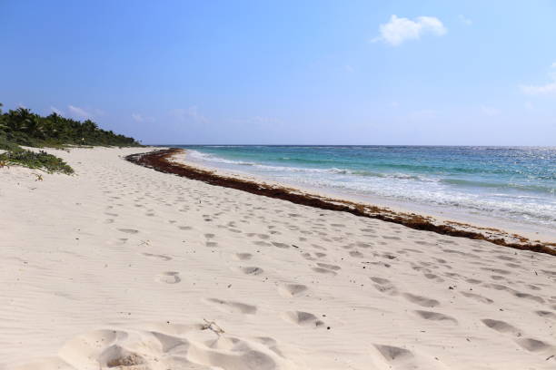 istock Blue Ocean White Sand and Red Seaweed 689182836