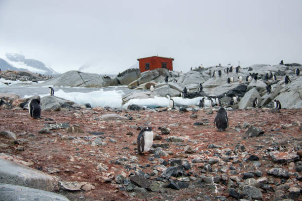 Antarctica: Petermann Island Gentoo Penguins molting on the rocks of Petermann Island, with a refuge hut in the background. petermann island photos stock pictures, royalty-free photos & images