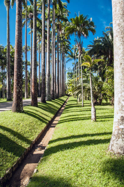 istock Rio de Janeiro Botanical Garden 689191204