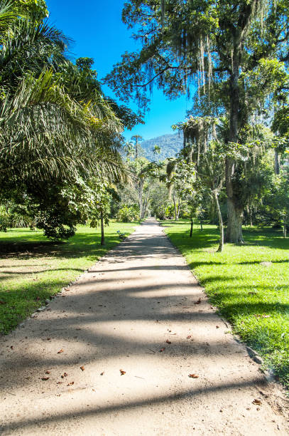Rio de Janeiro botanical garden