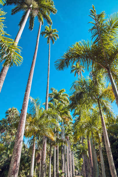 Coconut grove, many tall coconut trees