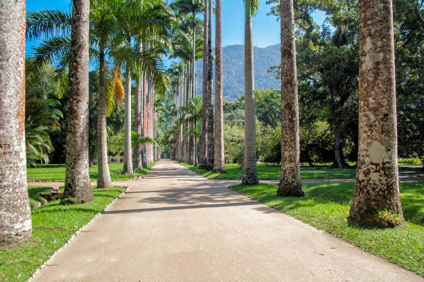 istock Rio de Janeiro botanical garden 689191288