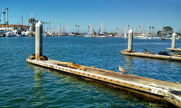 istock Marine Life at the Pier 689197742