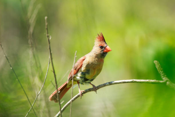 Northern Cardinal, Cardinalis cardinalis, perched on a branch in Searcy Arkansas.