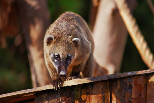 Unrecognizable area: single ring-tailed coati clambering on a tree trunk above the watersurface.