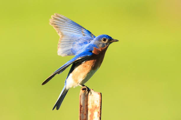 istock Eastern Bluebird on a fence post. 689197910