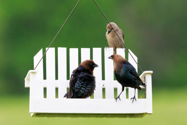 braun leitete kuh vögel, molothrus ater, essen von einem feeder. - braunkopf kuhstärling stock-fotos und bilder