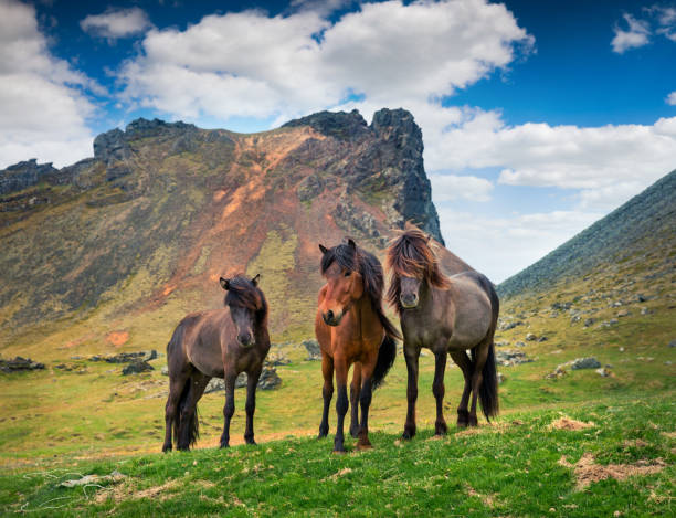 Developed from ponies - Icelandic horses. Colorful summer morning in the mountain pasture, Stokksnes headland, Iceland, Europe. Artistic style post processed photo.