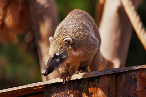 istock Cute coati wild animal closeup 689198938