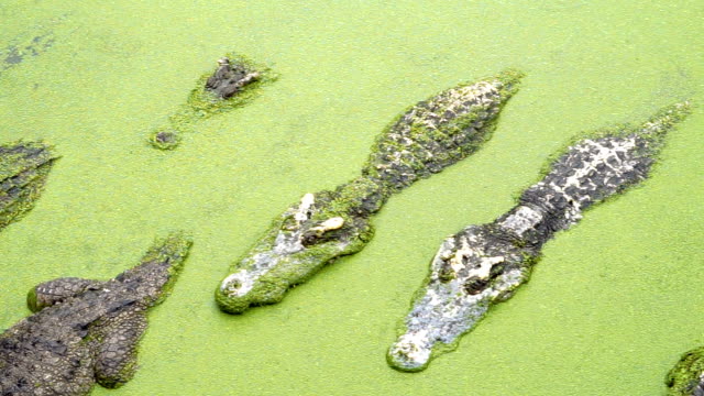 Crocodile in the pool