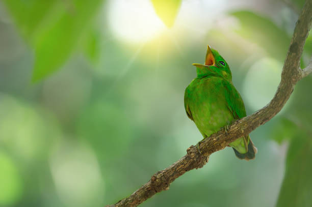 A juvenile green bird,Green broadbill (calyptomena viridis)  resting and yawning while waiting parents.