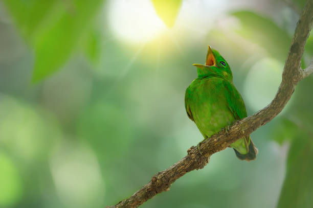 młodociany zielony ptak, zielony broadbill odpoczynku i ziewanie podczas oczekiwania rodziców. - birdsong zdjęcia i obrazy z banku zdjęć