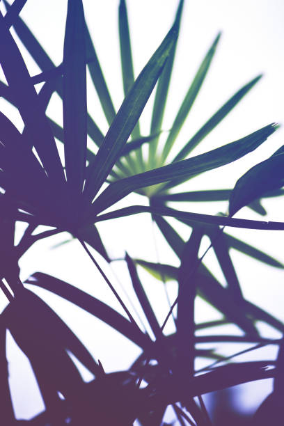istock Natural background green leaves. Rhapis excelsa 689202274