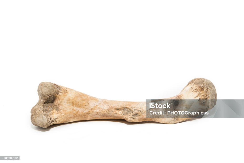 Bone on white background Dog Bone Stock Photo