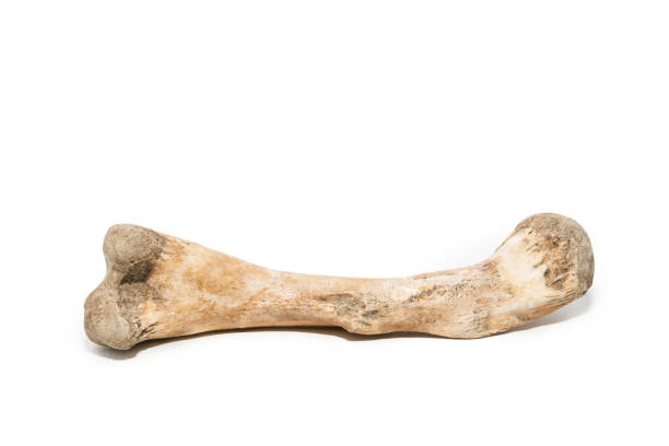 Bone on white background Bone on white background femur photos stock pictures, royalty-free photos & images