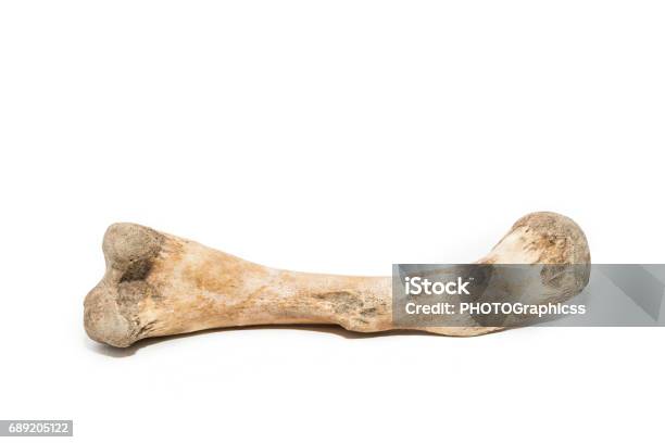 Bone On White Background Stock Photo - Download Image Now - Dog Bone, Bone, Cut Out