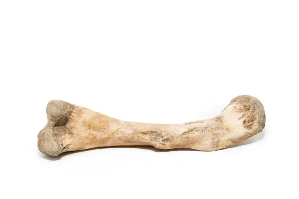 Photo of Bone on white background