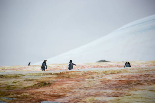 Gentoo Penguins (Pygoscelis papua) standing on the permanent icecap at Petermann Island.
