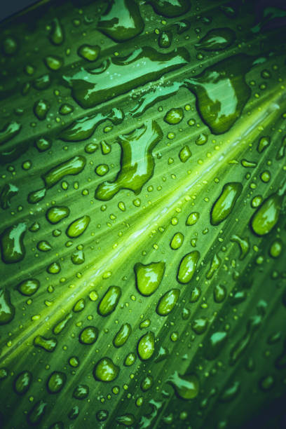 Natural background water droplets on leaves. Curcuma zanthorrhiza