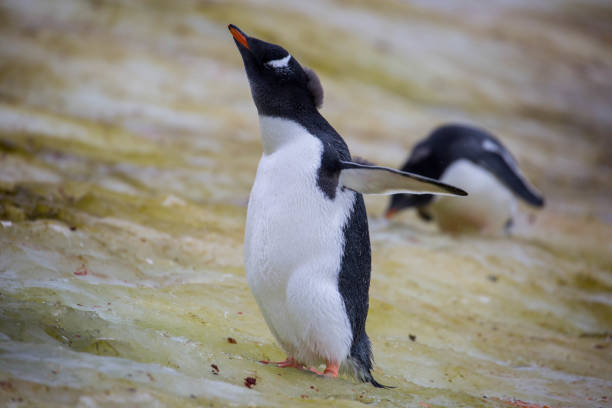 istock Antarctica: Gentoo Penguins on Petermann Island 689205986