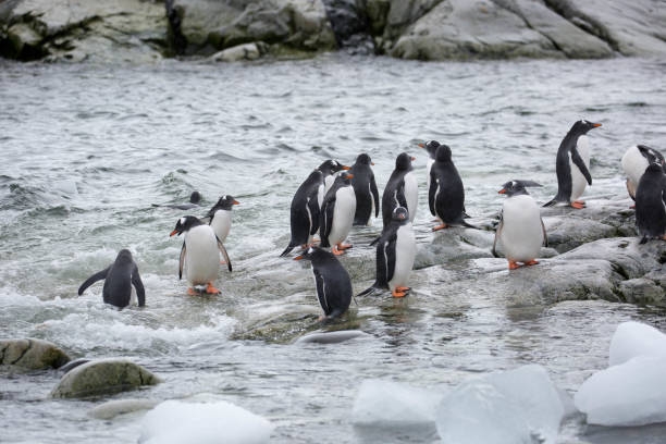 istock Antarctica: Gentoo Penguins on Petermann Island 689206130