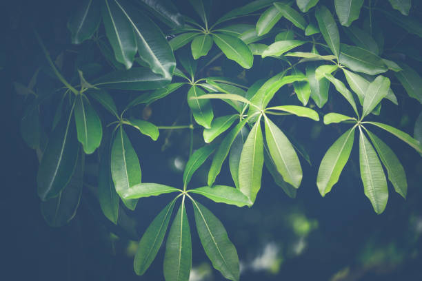 istock Background leaves green. Alstonia scholaris 689206180