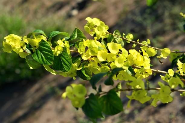 istock Yellow Mandarin hat on flowerbed 689206246