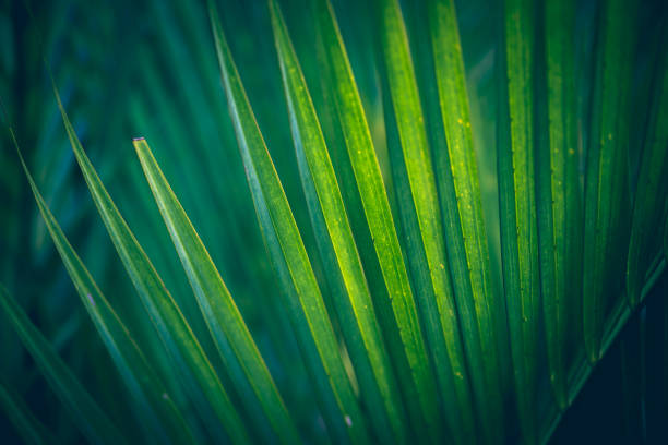 istock Background leaves green. Cyrtostachys renda Blum leaves 689206346