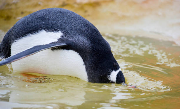 istock Antarctica: Gentoo Penguin on Petermann Island 689206428