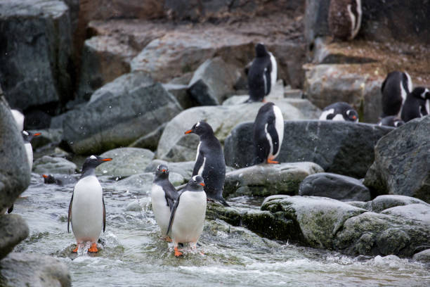 istock Antarctica: Gentoo Penguins on Petermann Island 689208710