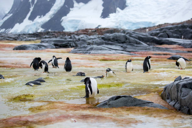 istock Antarctica: Gentoo Penguins on Petermann Island 689208796