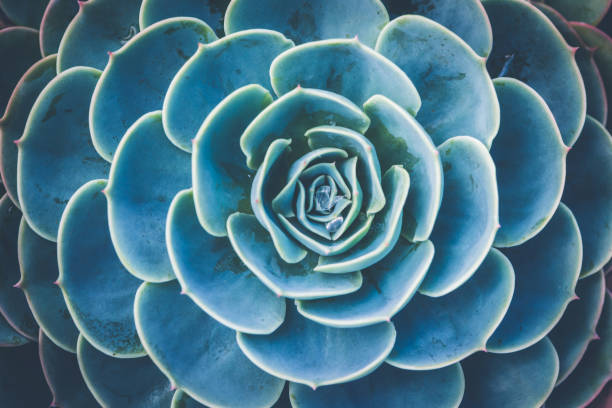 istock background nature. Natural Cactus succulent plant 689208884