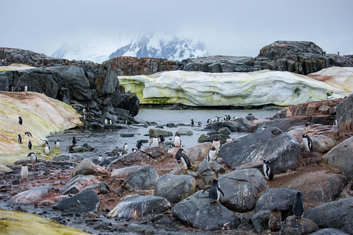 A group of Gentoo Penguins (Pygoscelis papua) grouped along the shore of Petermann Island.