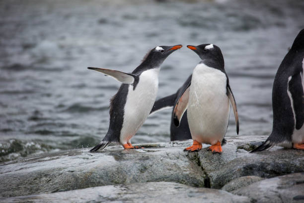 istock Antarctica: Gentoo Penguins on Petermann Island 689209326