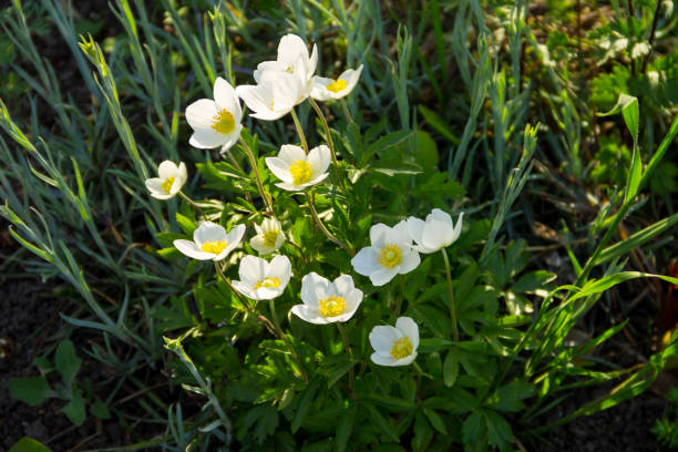 istock White wood anemones flowers (Anemone nemorosa) 689209518