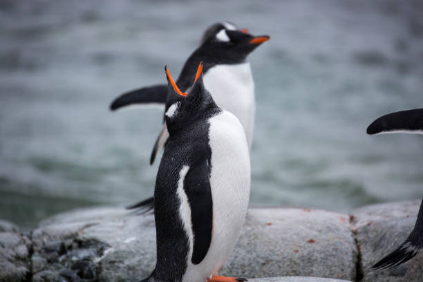istock Antarctica: Gentoo Penguin on Petermann Island 689209544