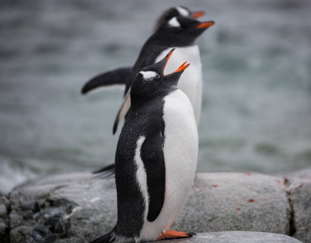 istock Antarctica: Gentoo Penguin on Petermann Island 689209562