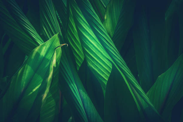 istock Natural background green leaves.Curcuma zanthorrhiza 689209572