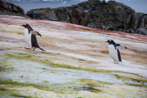 istock Antarctica: Gentoo Penguins on Petermann Island 689209788