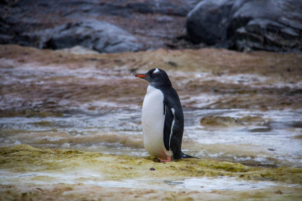 istock Antarctica: Gentoo Penguin on Petermann Island 689211836