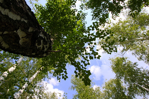 Travel to Arkaim, Russia. The look in the sky through the trees.