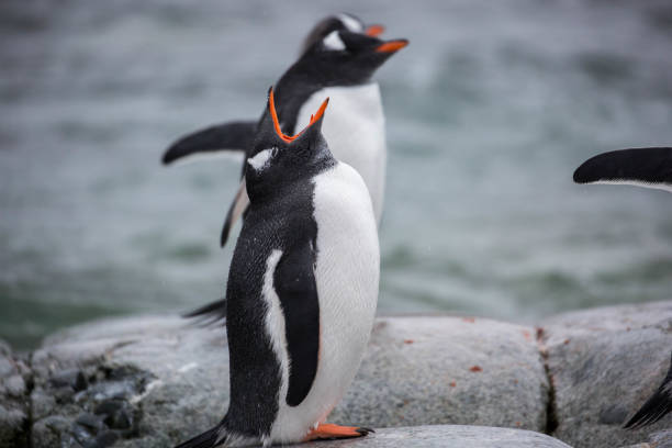 istock Antarctica: Gentoo Penguin on Petermann Island 689211964