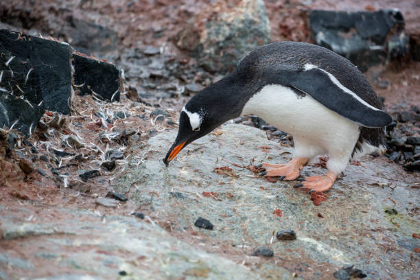 antártida: pingüino en la isla petermann - pebble gentoo penguin antarctica penguin fotografías e imágenes de stock