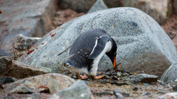 antártida: pingüino en la isla petermann - pebble gentoo penguin antarctica penguin fotografías e imágenes de stock