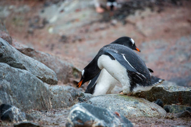 antarktis: gentoo penguin auf petermann island - pebble gentoo penguin antarctica penguin stock-fotos und bilder