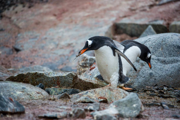 antártida: pingüino en la isla petermann - pebble gentoo penguin antarctica penguin fotografías e imágenes de stock