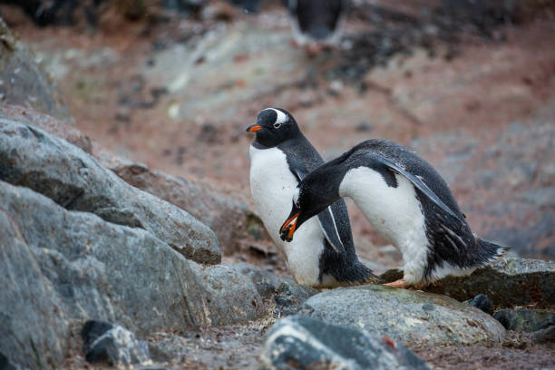 antarktis: gentoo penguin auf petermann island - pebble gentoo penguin antarctica penguin stock-fotos und bilder