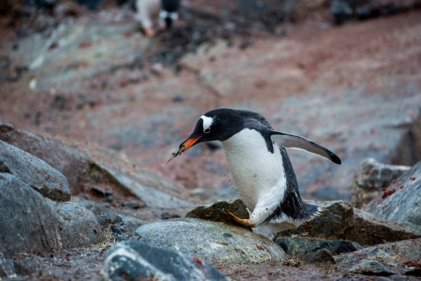 antártida: pingüino en la isla petermann - pebble gentoo penguin antarctica penguin fotografías e imágenes de stock