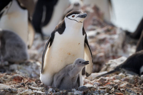 The love of a mother shown in this Antarctic Chinstrap penguin colony stock photo